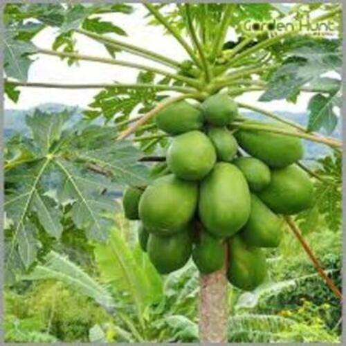 A Grade Fresh Papaya