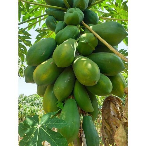 A Grade Green Papaya, Packaging Size: 5 Kg