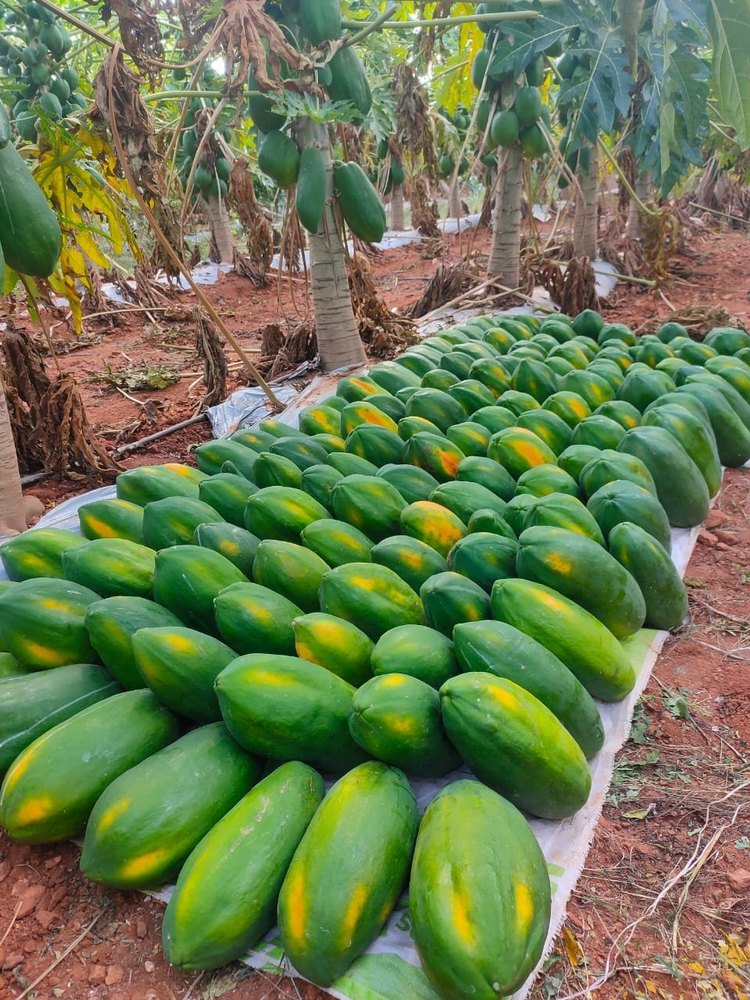 Papaya, Packaging Size: 5Ton