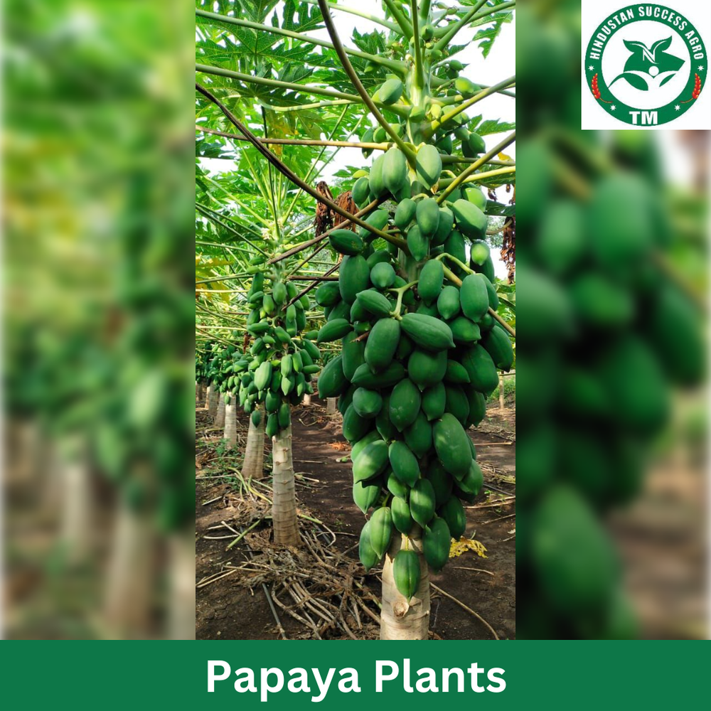 Fruits Full Sun Exposure Calina Papaya Plants