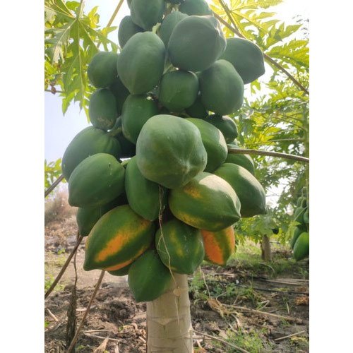 A Grade Fresh Papaya Fruit, Packaging Size: 20 Kg