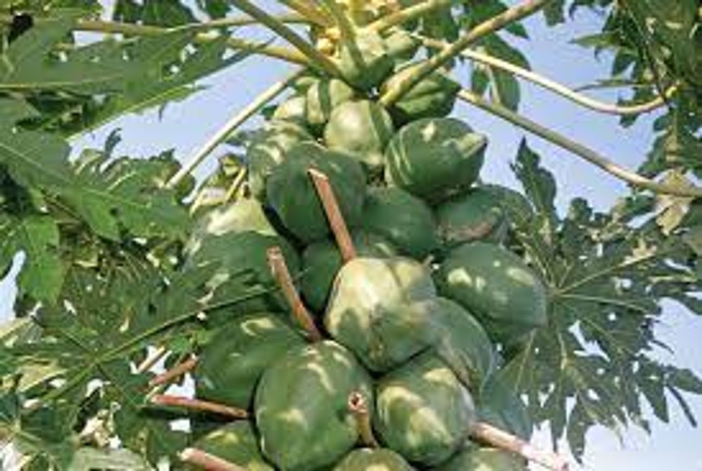 A Grade Fresh Papaya Fruit, Packaging Size: 5 Kg