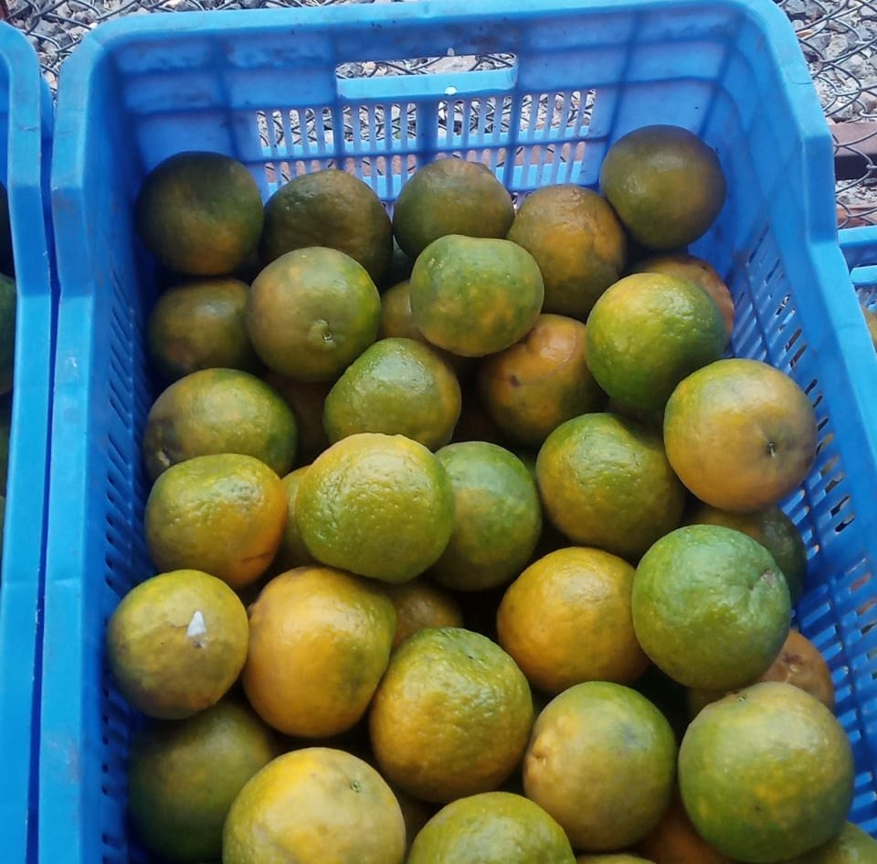 A Grade Maharashtra Farm Fresh Orange