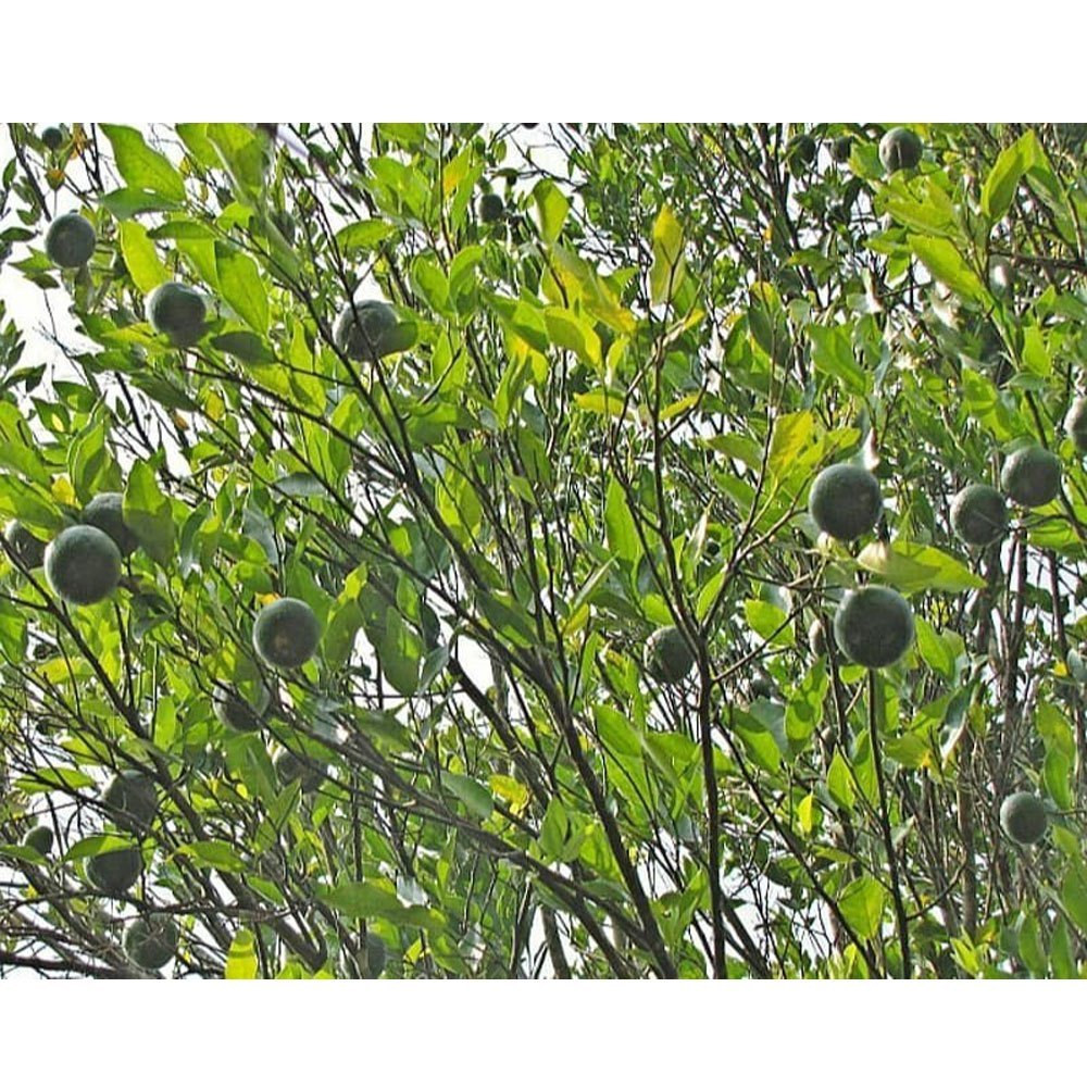 A Grade Karnataka Coorg Orange Plants