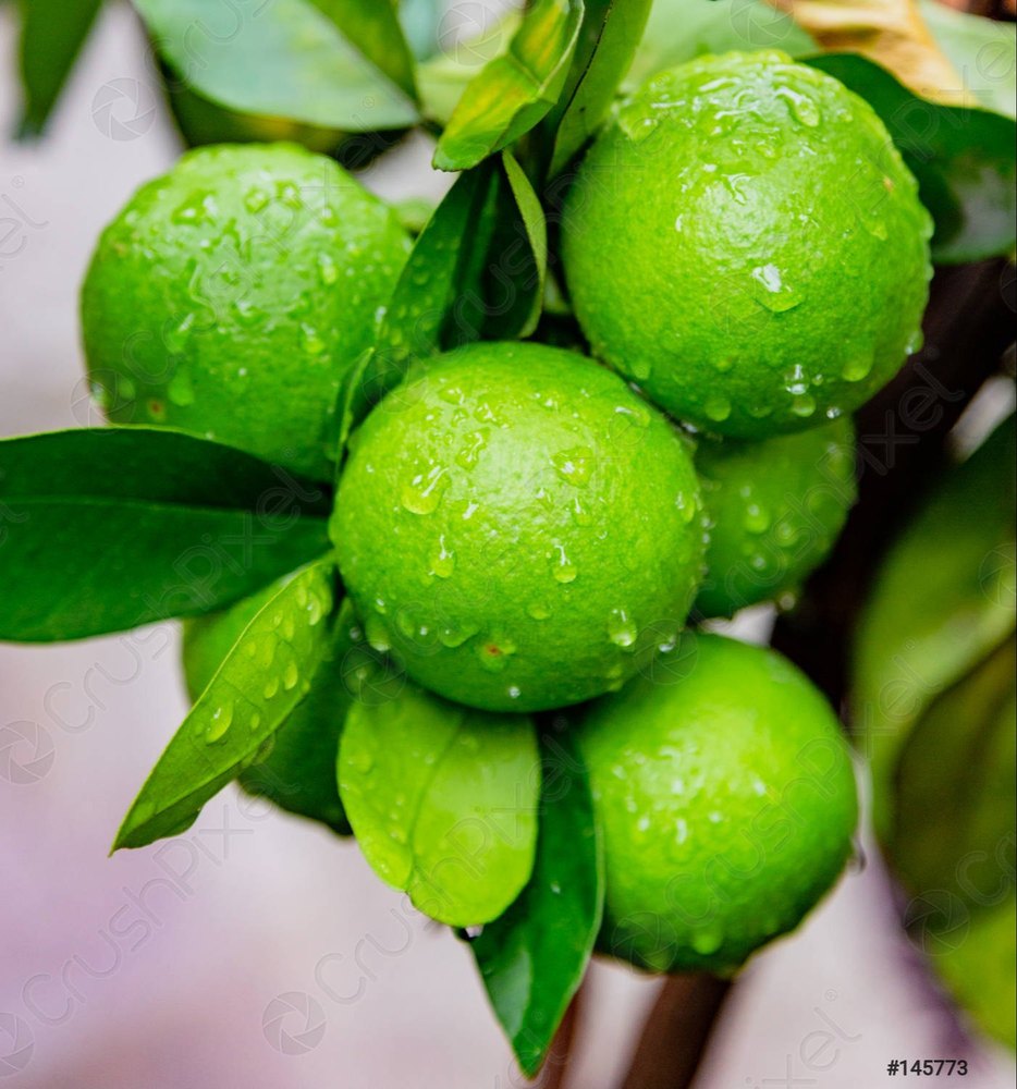 A Grade Fresh Green Lemon, Packaging Size: 5 Kg, Packaging Type: Carton
