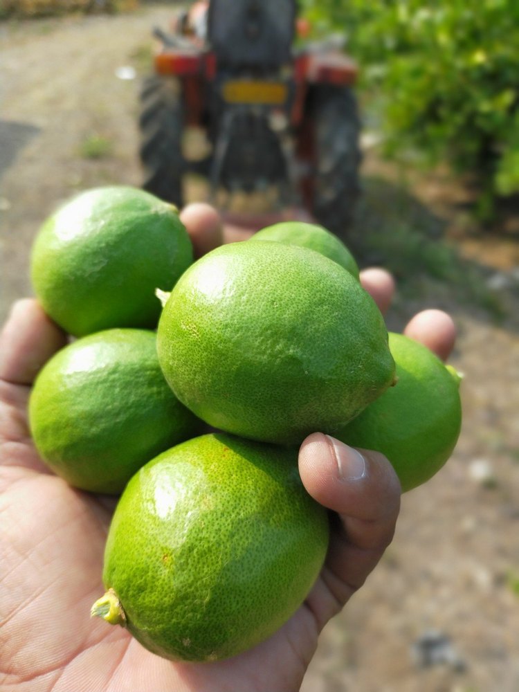 A Grade Maharashtra Fresh Green Lemon, Packaging Size: 5 Kg, Packaging Type: Plastic Bag