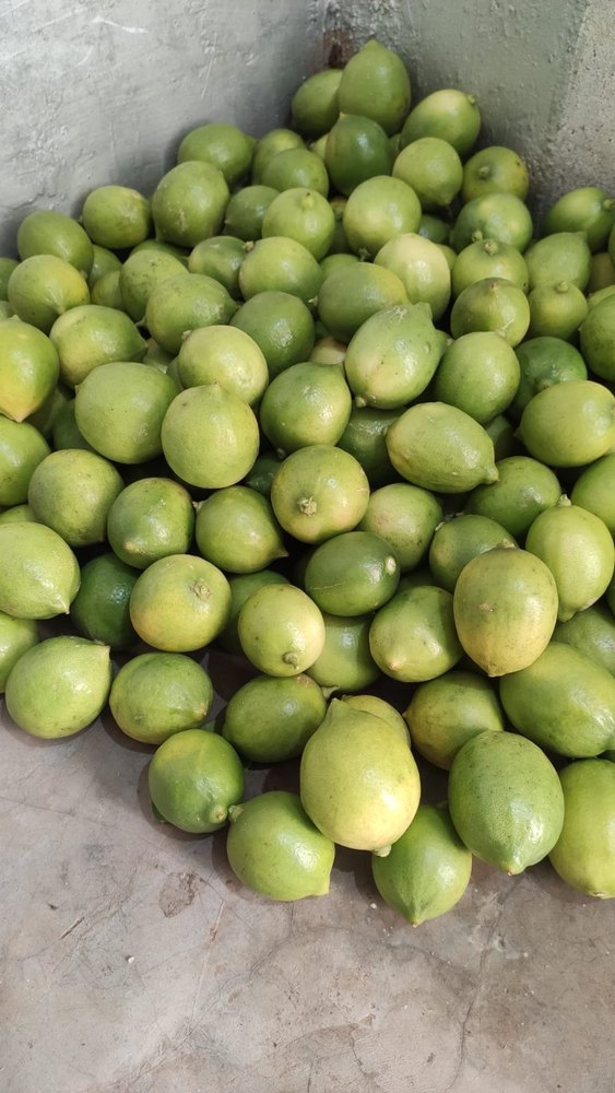 A Grade Maharashtra Fresh Seedless Lemon, Packaging Size: 20 Kg, Packaging Type: Gunny Bag