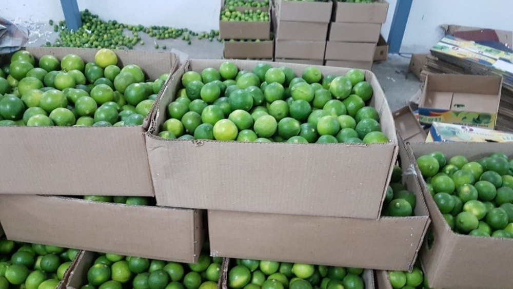A Grade Fresh Green Lemon, Packaging Type: Loose