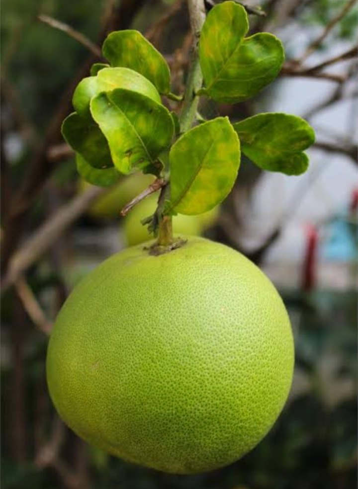 Orange A Grade Pomelo Fruit