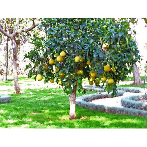 Pomelo Plants for Garden