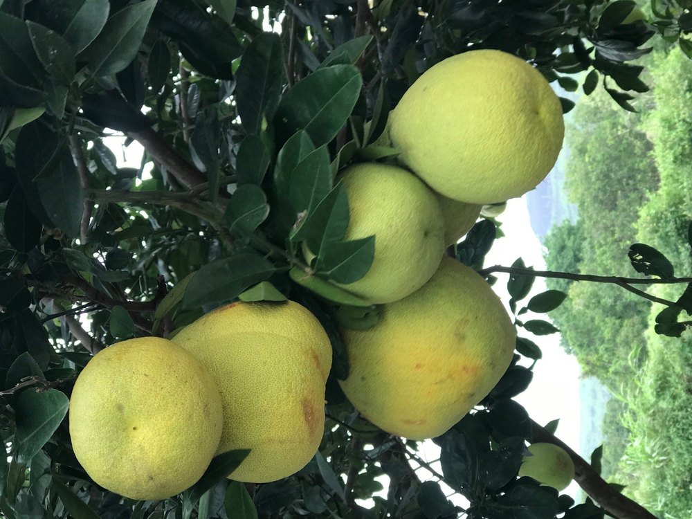 A Grade Maharashtra Fresh Pomelo Fruit, Packaging Size: 50 kg, Packaging Type: Gunny Bag