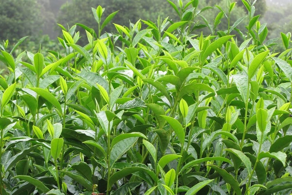 Green Tea Extract, Packaging Type: Hdpe Bag, Packaging Size: 5 Kg