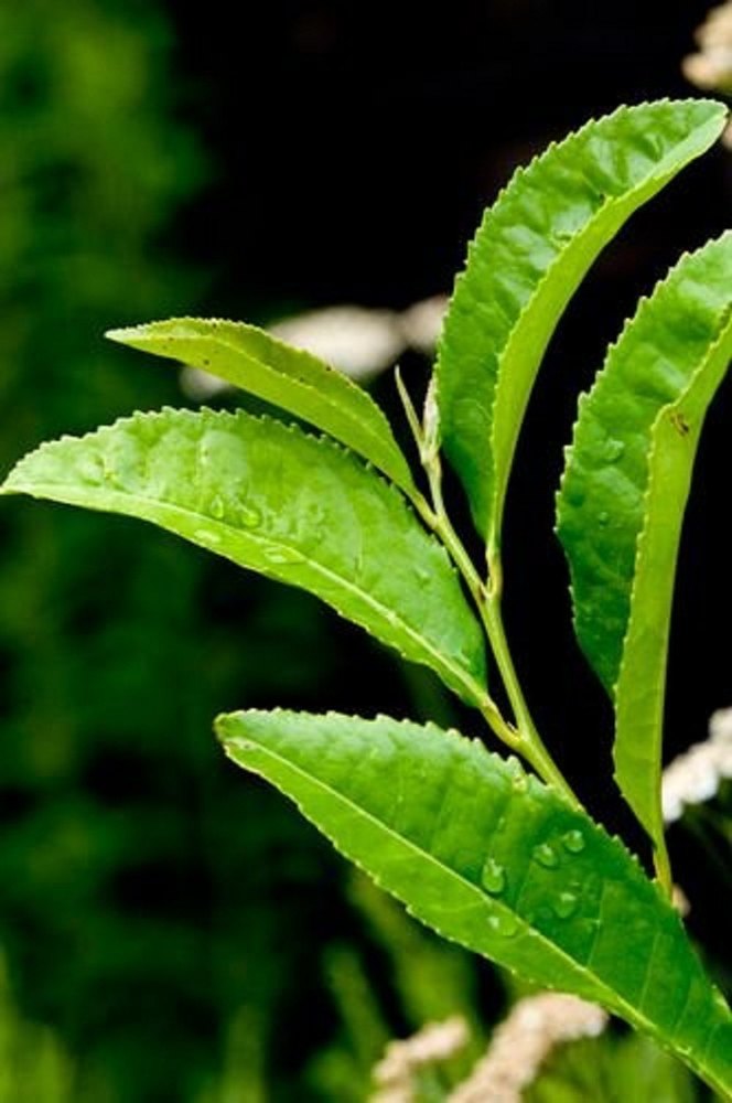 Green Tea Liquid Extract Camellia Sinensis, Packaging Type: Can