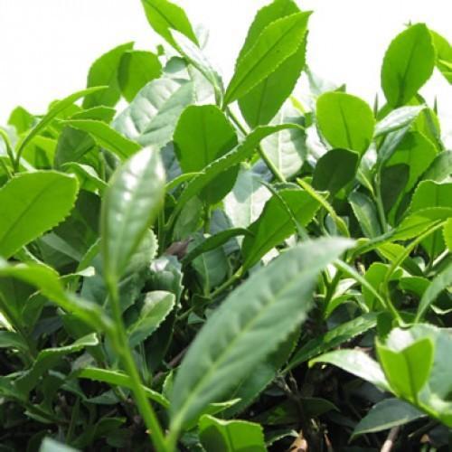Green Tea Extract, Packaging Type: Hdpe, Packaging Size: 10 To 25 Kg