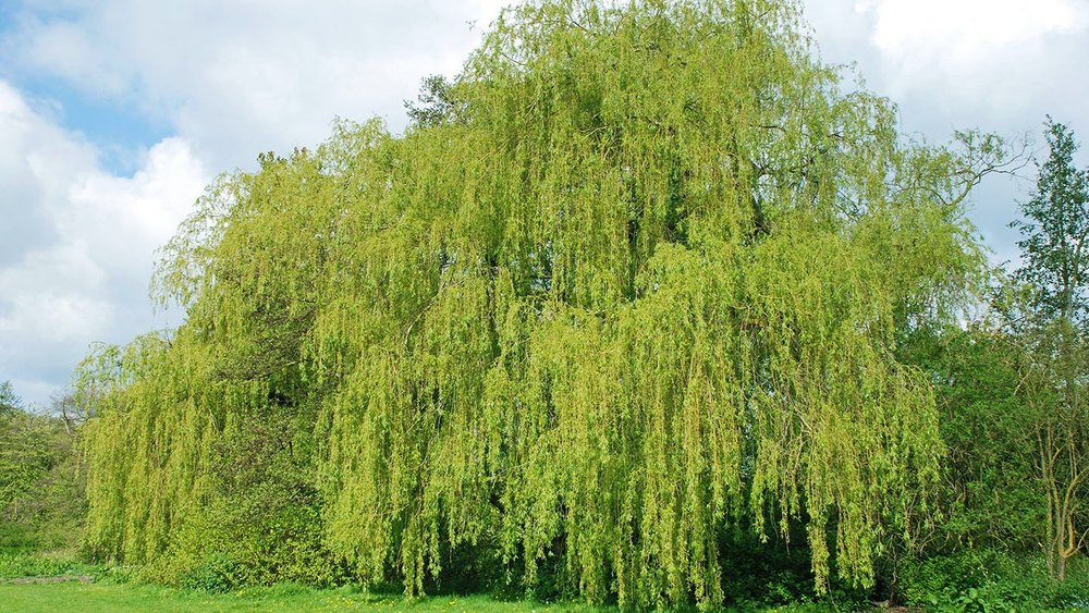 White Willow Bark Extract, Packaging Type: HDPE Drum, Packaging Size: 25 Kg