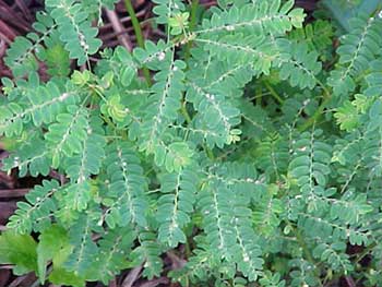 Phyllanthus Niruri (Bhui Amla) Herb Extract, Packaging Type: HDPE Drums, Packaging Size: 25 Kgs