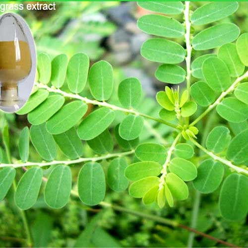 Phylanthus Niruri Extract, Packaging Type: DRUM, Packaging Size: Box