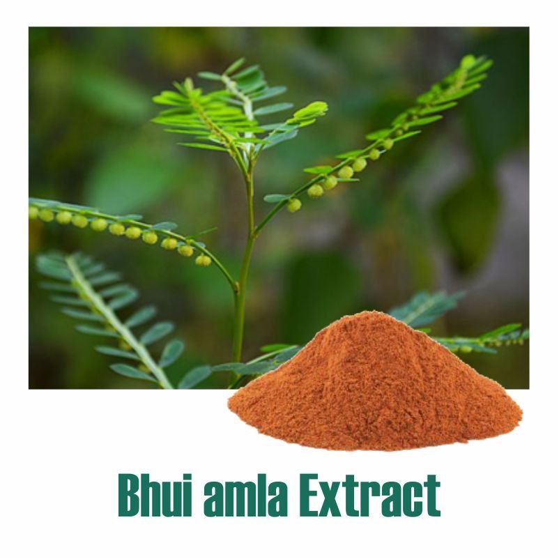 Phyllanthus Niruri Extract, Packaging Type: Drum, Packaging Size: 25 KG