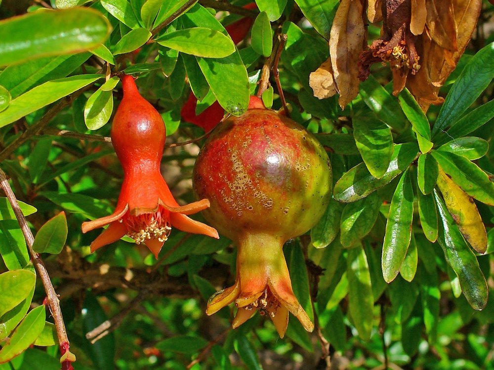 Punica Granatum Extract, Packaging Type: Packet, Packaging Size: 25Kg