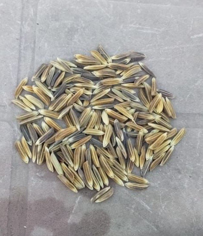 Black Rice Paddy Seeds Manipuri Chak Hao, 5 Kg Bag