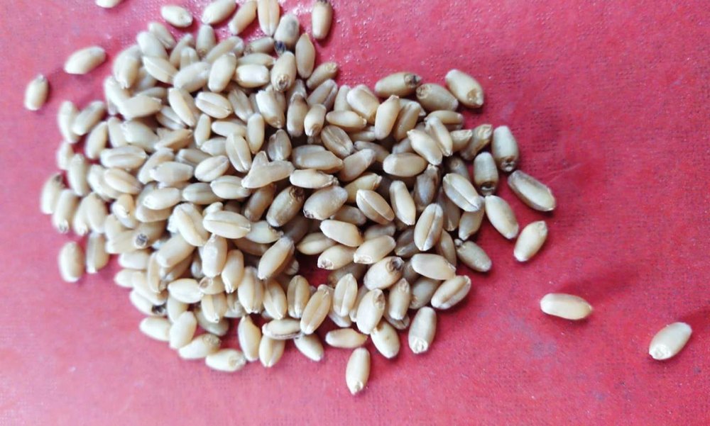 Golden 1 Kg Wheat Grains