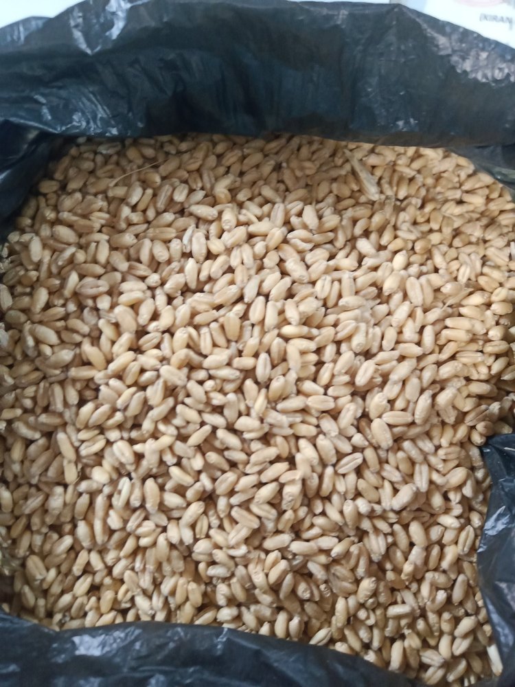 Golden 50kg Wheat Grains