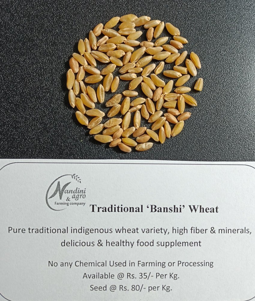 Golden 10 Kg Traditional Banshi Wheat