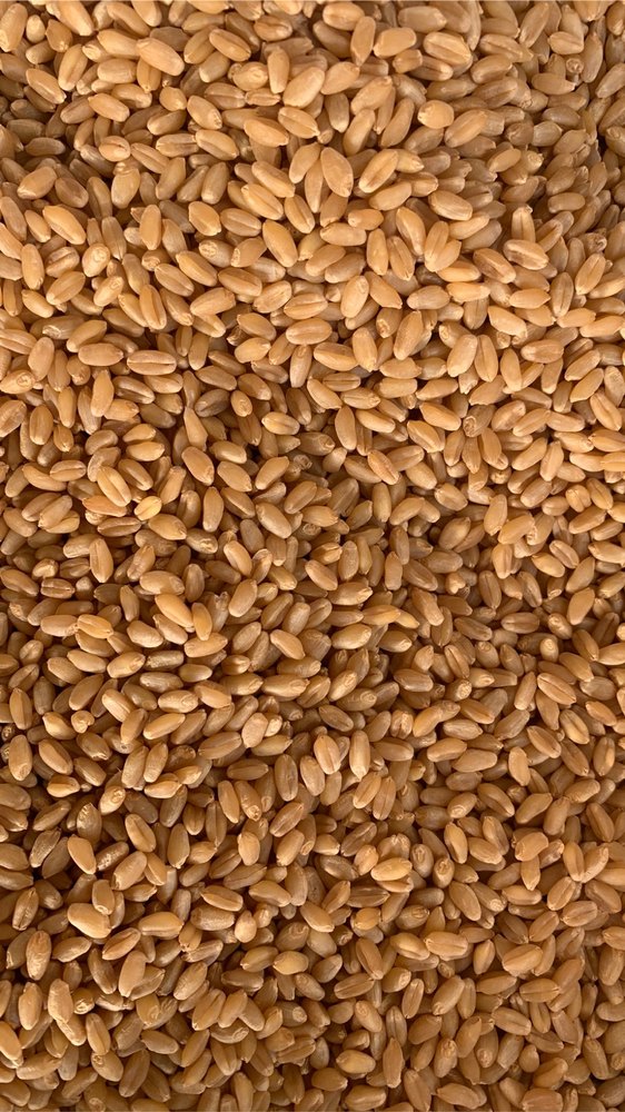 Wheat Grain Parle G Brand