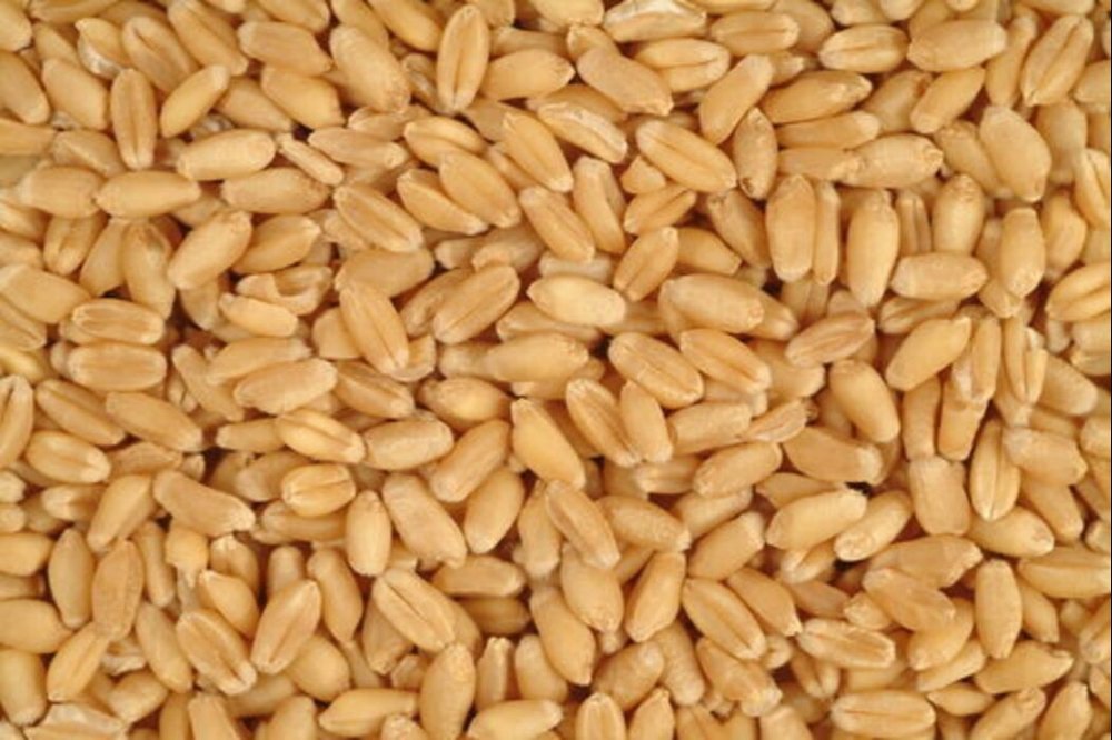Golden 50kg Whole Wheat Grain clean qualityn