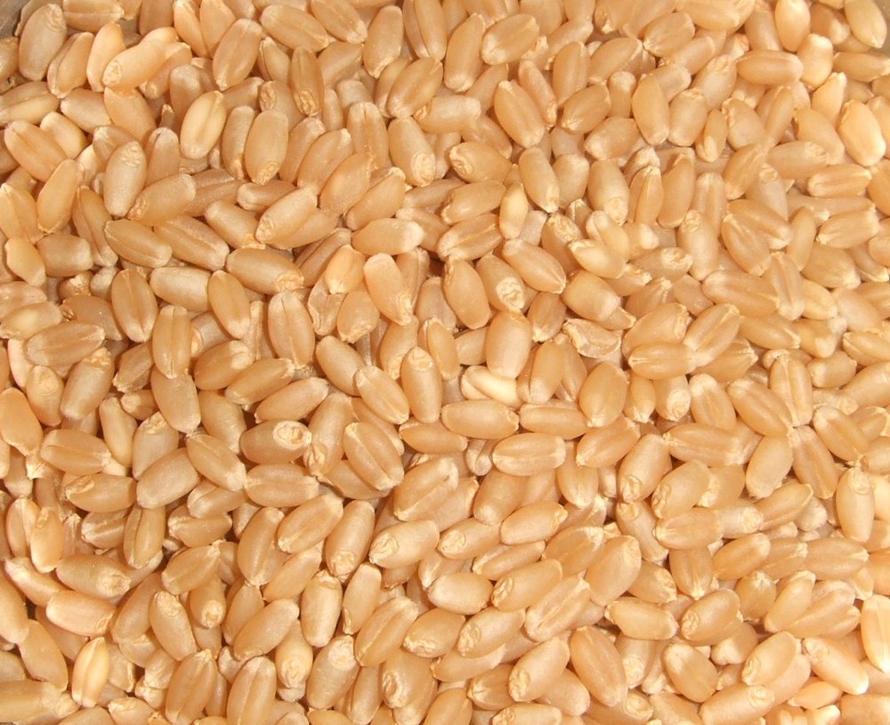 Brown Whole Wheat, Gluten Free