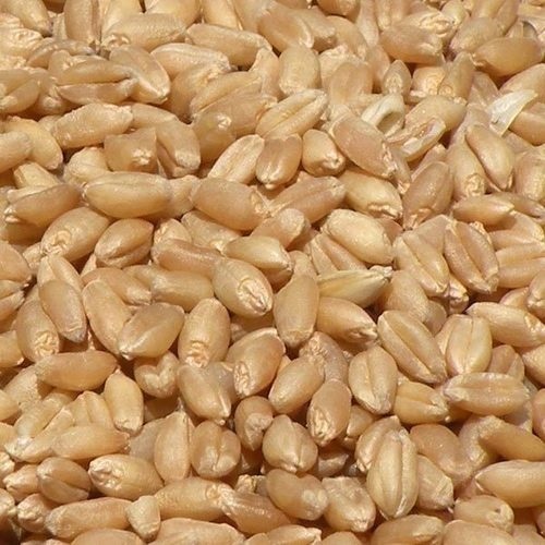 10 kg Wheat Grain, Pack Size: 1 kg, Pack Type: PP Bag