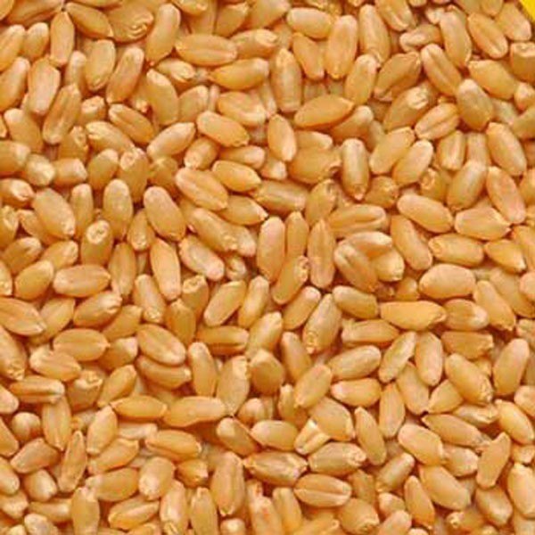 Organic Sihor Wheat, Packaging Size: 25kg, High in Protein