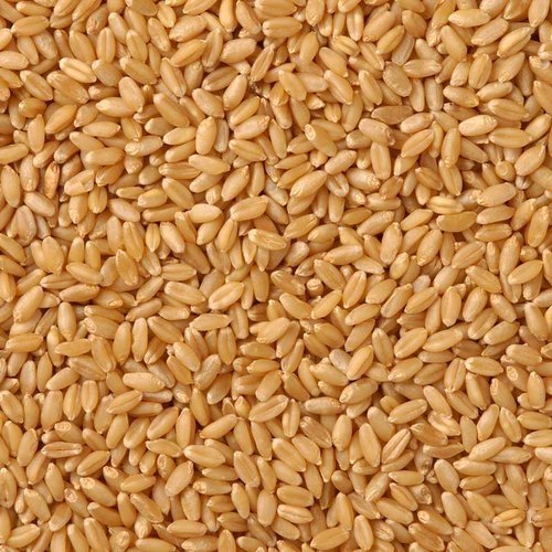 Golden 50 Kg Milling Wheat