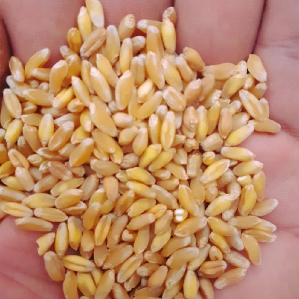 Indian Organic Wheat Grain