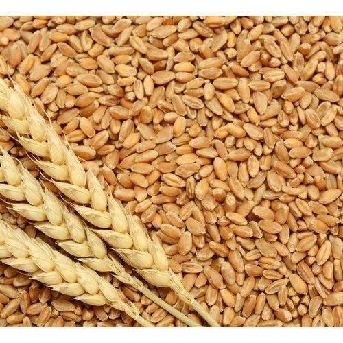Golden 50 Kg Wheat (Milling)