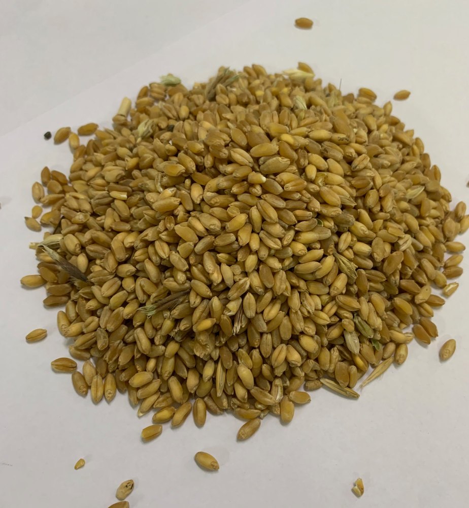 100kg/60kg Milling Wheat
