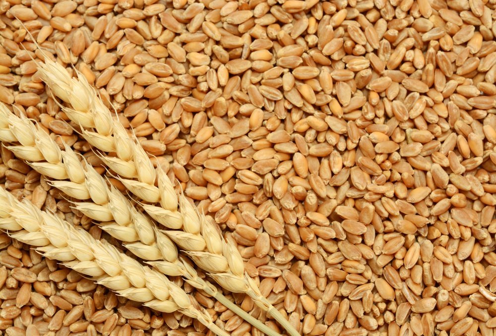 Golden 50 Kg B Grade SHARBATI Milling Wheat