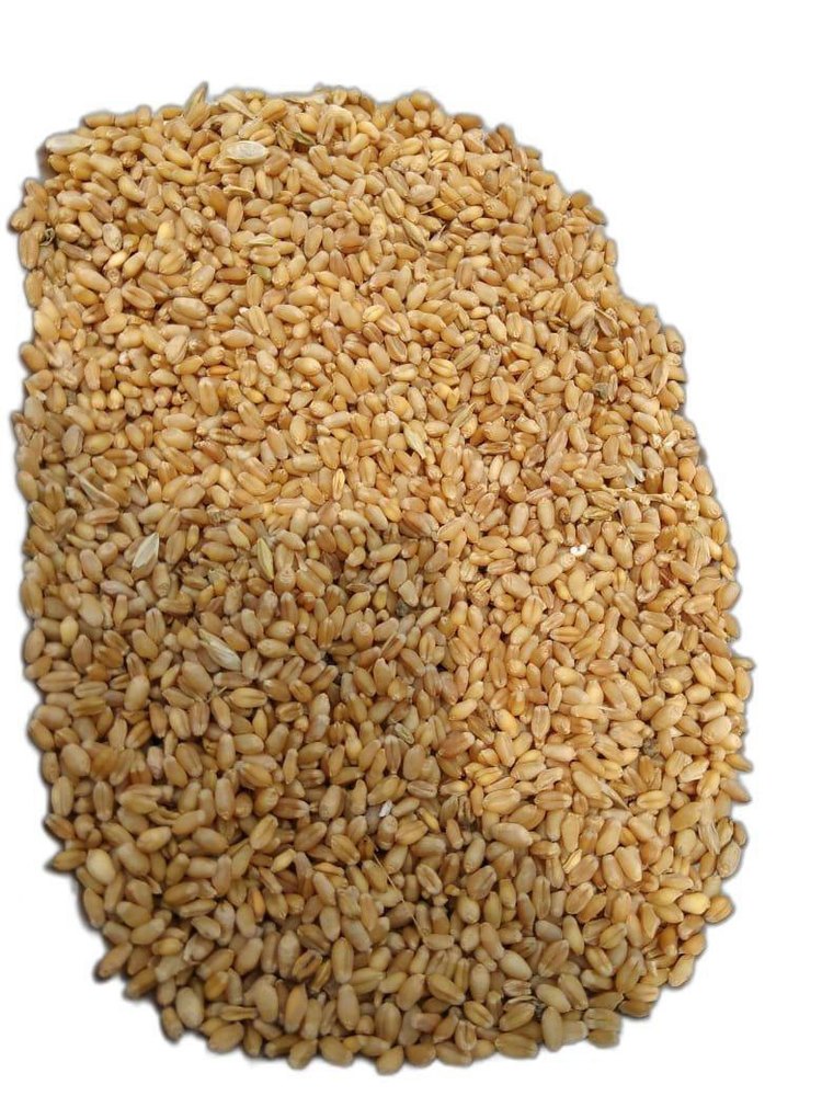 Brown Dried Milling Wheat