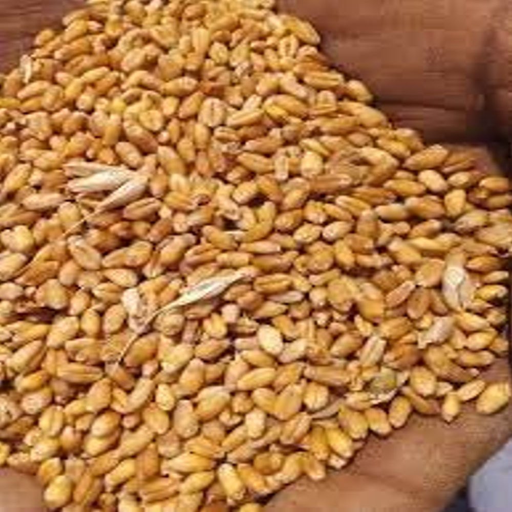 Golden Milling Wheat
