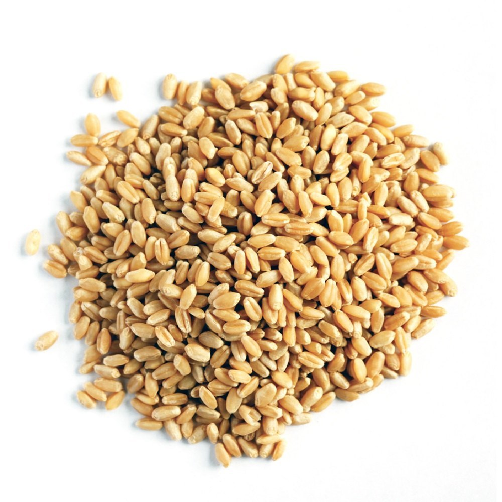 Golden Milling Wheat Grain
