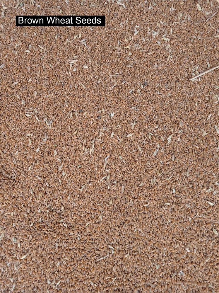 Tejas Wheat