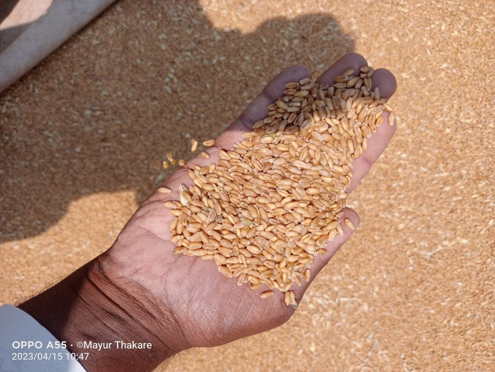 Golden 50 Kg Indian Milling Wheat