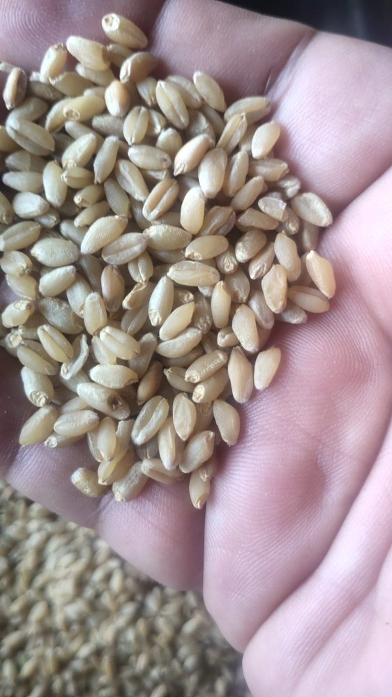 Golden 50 Kg B Grade Milling Wheat