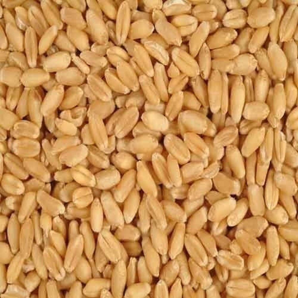 Light Brown Milling Wheat Grains