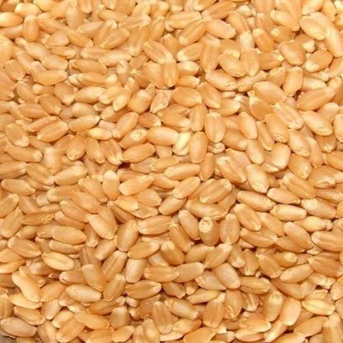 Golden 50 Kg Wheat Lokwan From Sehore District Mp