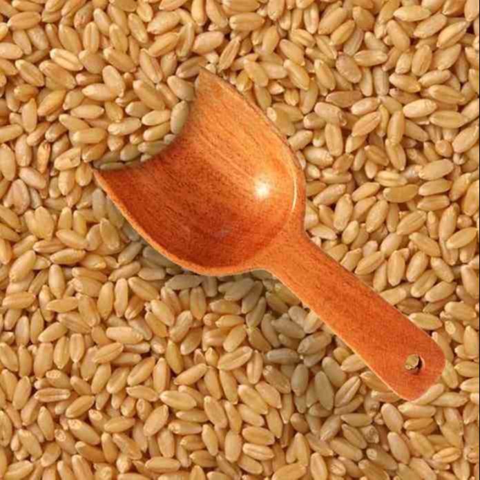 Golden WHEAT LOKWAN (ORAGNIC)