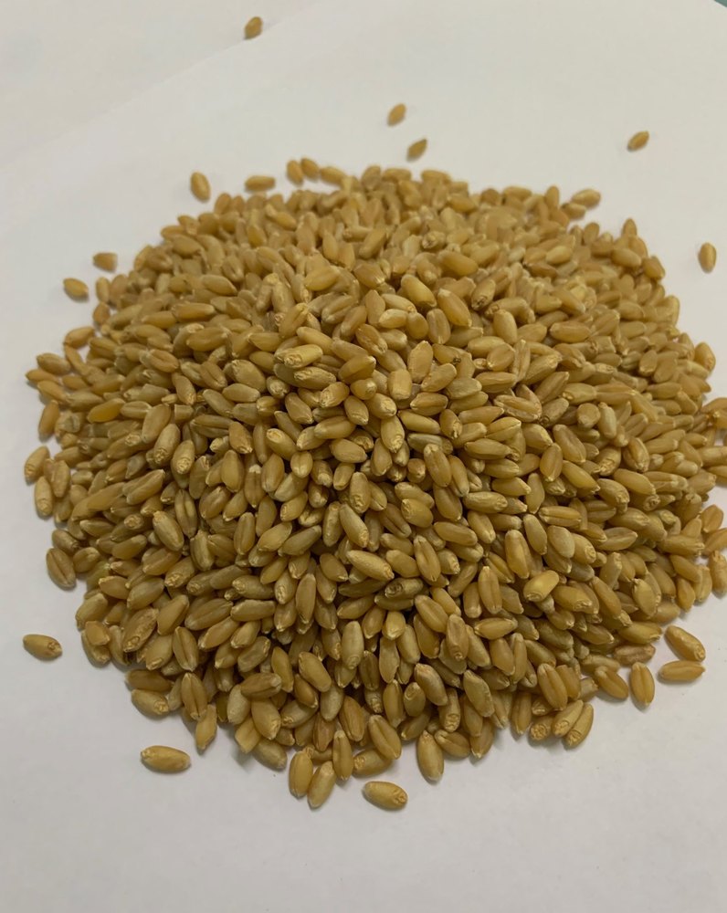 30 kg Lokwan Wheat Grain