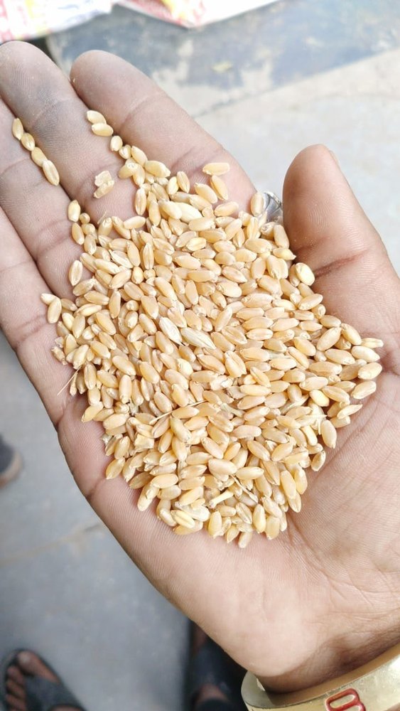 50 Kg Golden Lokwan Wheat