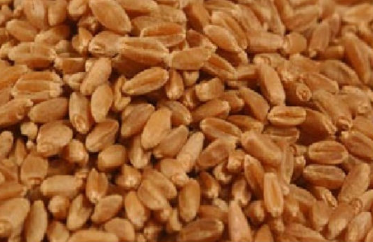Red Hard Winter Wheat