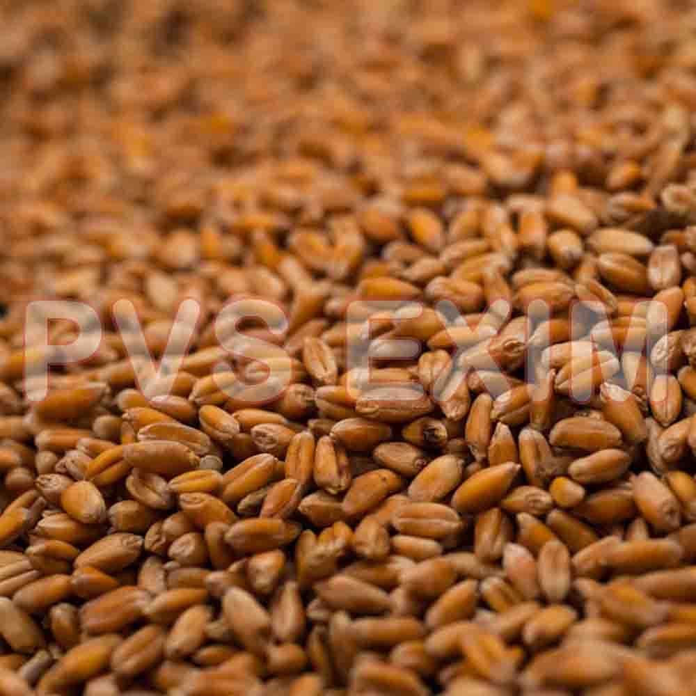 Hard Red Winter Wheat